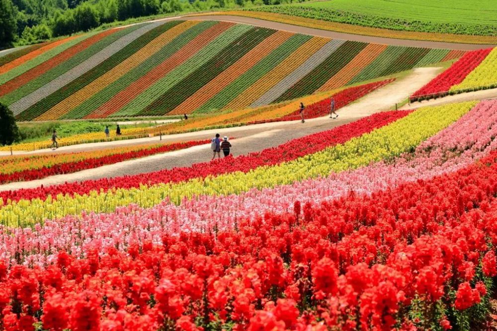徜徉北海道的"普罗旺斯花田",住星野玩转日式自然教育,加入滑稽的肚脐