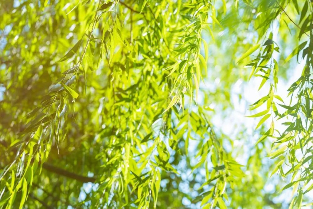 惱人的楊絮和花粉防不勝防