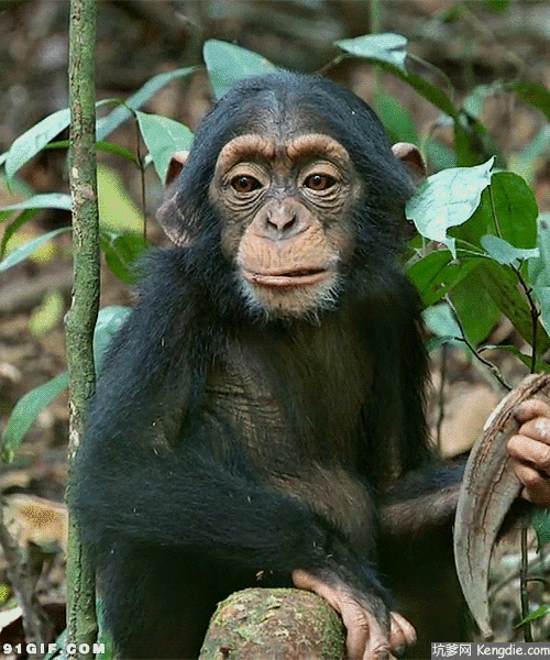 500_600gif 动态图 动图