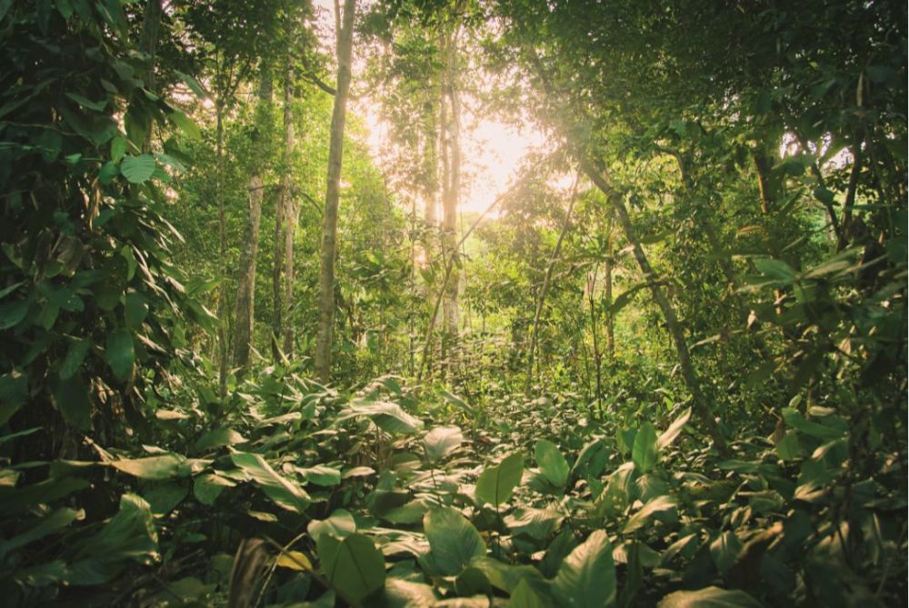 刚果盆地热带雨林鸟瞰刚果(布)的热带雨林,刚果河如同一条白练在绿波