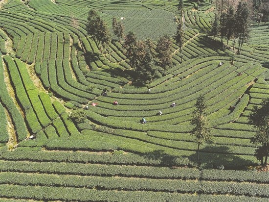 3月9日,洪雅縣止戈鎮青槓坪的茶農在採摘春茶.