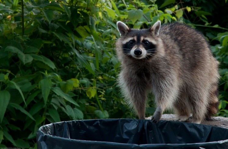毛茸茸的小浣熊爱干净美食要洗一洗才能吃图
