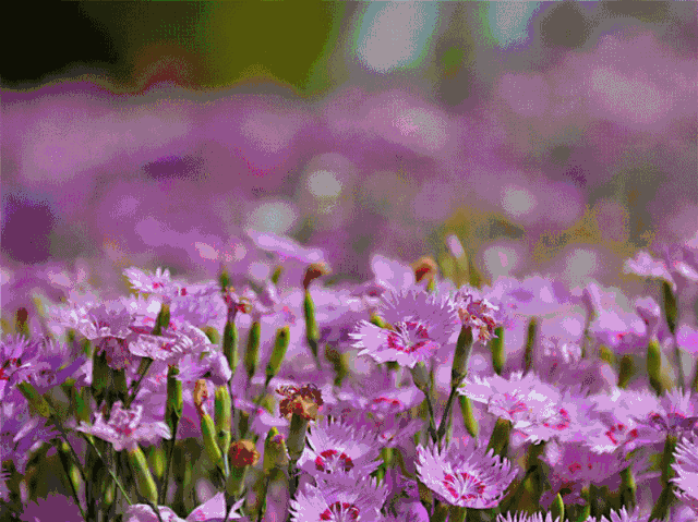 让我们以春天踏青赏花为契机