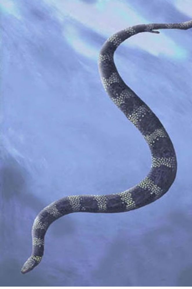 上千万年的进化之路蛇为什么会失去四肢