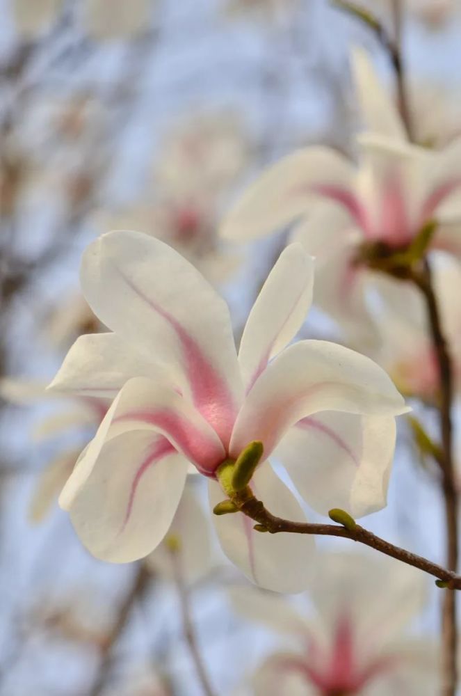 玉兰木兰你还傻傻分不清玉兰属是木兰科下一类乔灌木