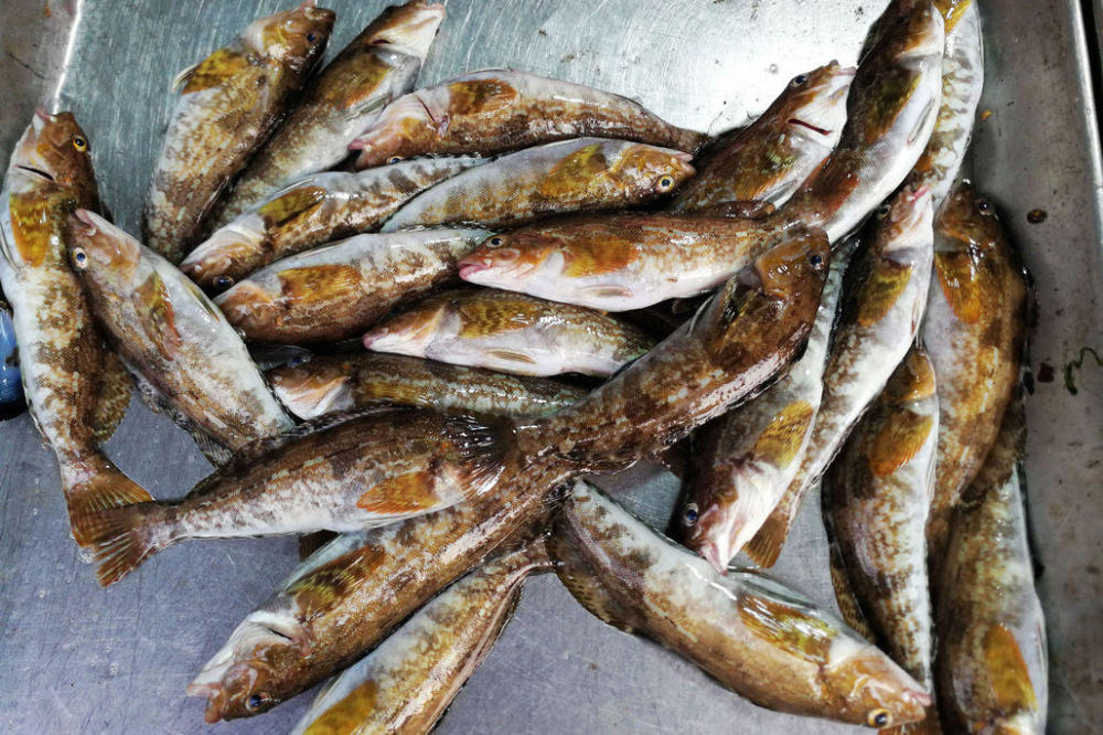 吃八带鮹季节 菜市场都在卖鲜活八带鮹 看八带鮹表演也有趣-看点快报