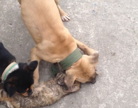 比特犬凶狠咬死猫咪,场面实在是太暴力,路人见后吓得绕道而行