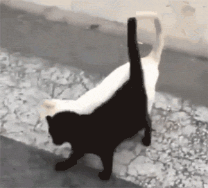 黑猫和白猫在一起有多适合?看看这两只就知道了