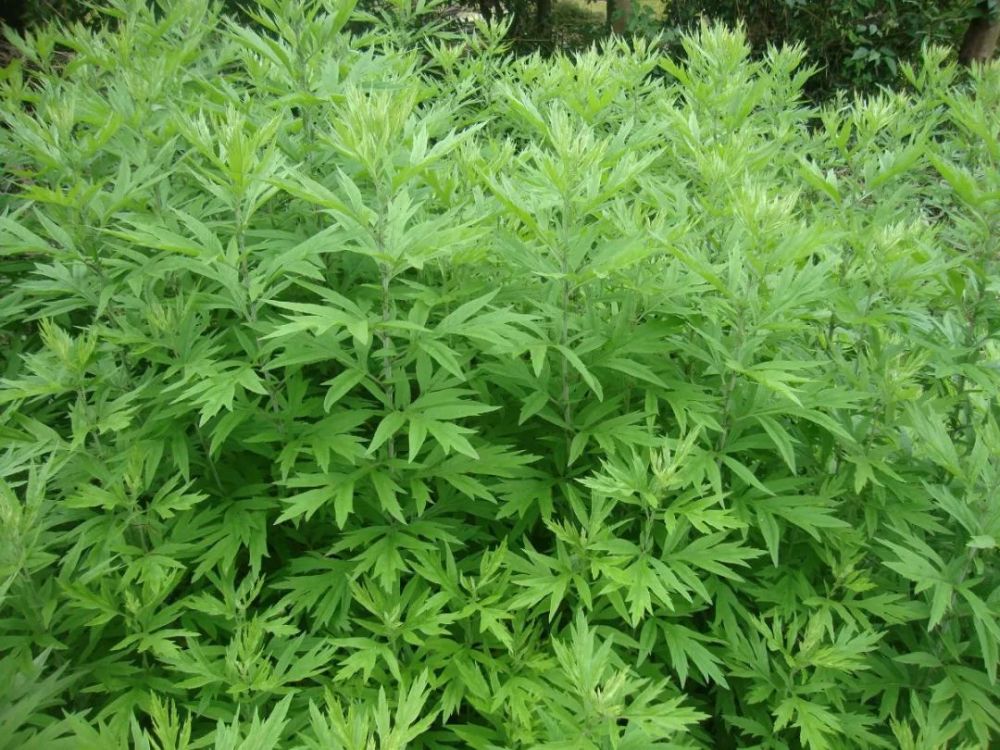 电视剧里老太医常开的5种中药,真的有用吗?