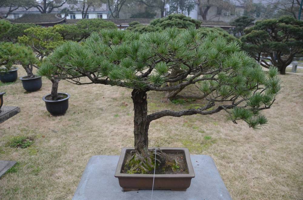 盆景,盆栽,植物,客厅,松树盆景
