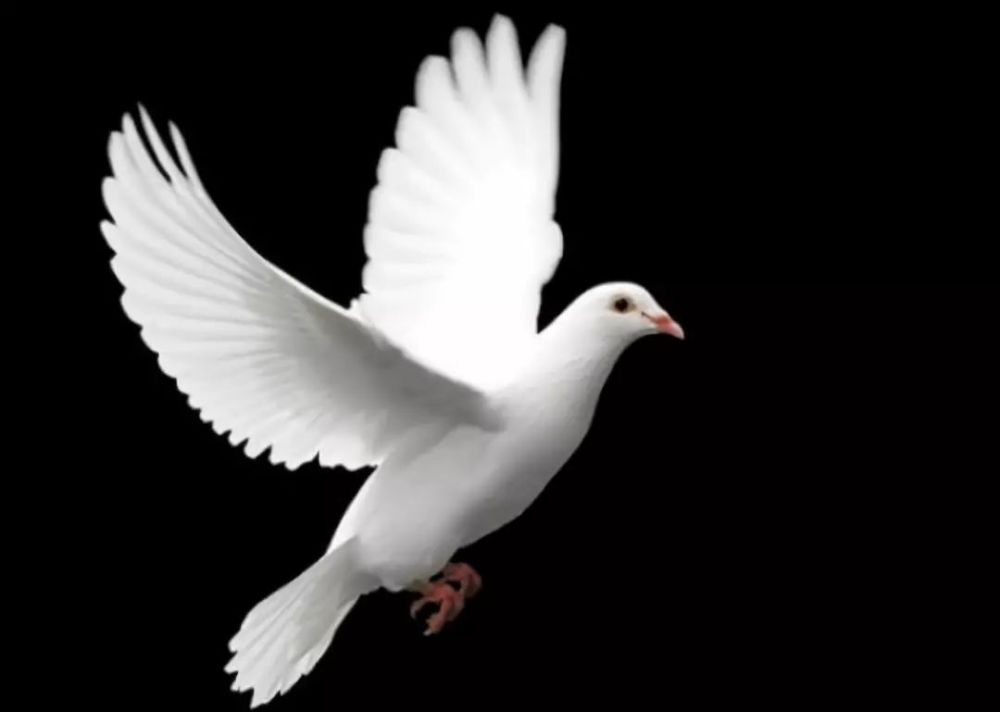 美联储"鸽声"嘹亮!今年或不会加息