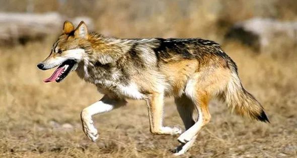 埃及苏哈格一妇女在田里遭狼袭击 伤重不治身亡