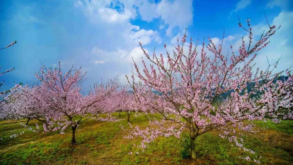 東安蘆洪市大片桃花盛開,一定要來打卡!