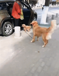 泰迪:我还想跟她玩会呢 金毛:玩什么玩,回家,不要和陌生狗玩