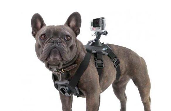 Gopro财报不佳股价暴跌16
