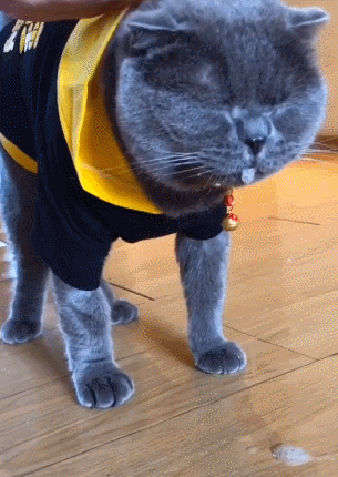 猫宫庄园猫咪中毒了怎么办 腾讯新闻