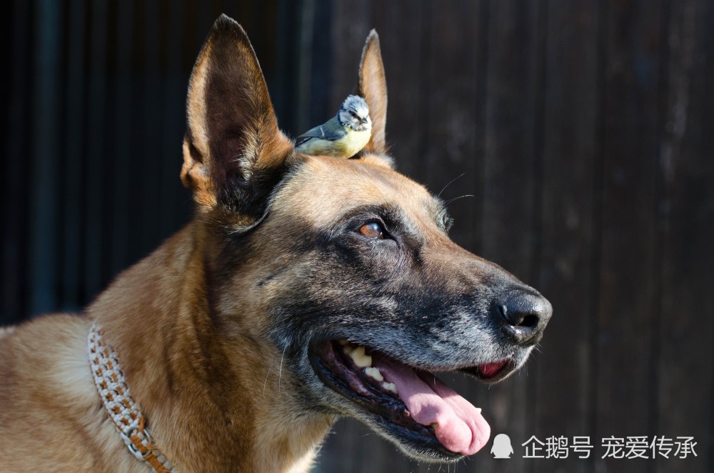 购买马犬,这3句话最好别说,不然容易被"坑"