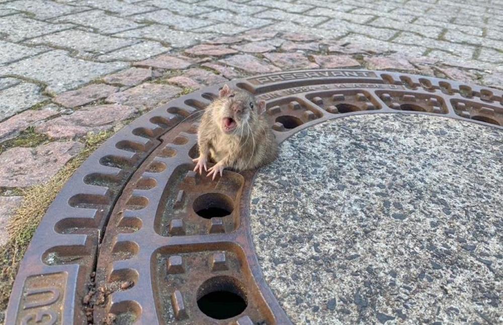 码头老鼠 腾讯网