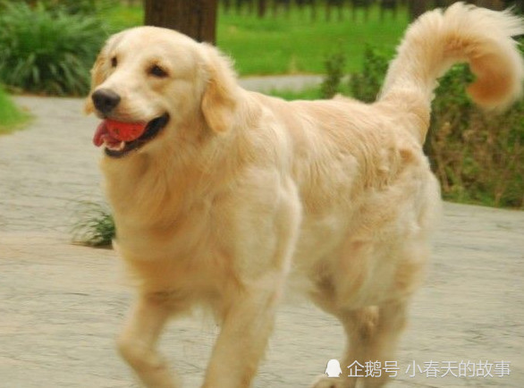 偶遇阿拉斯加和金毛的"混血儿",走近看到它的长相后,笑翻了