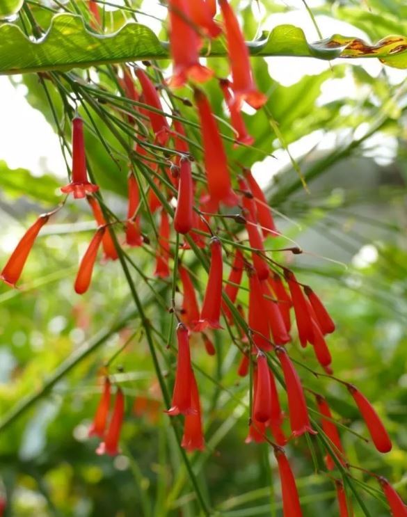 长在树上的鞭炮你见过没