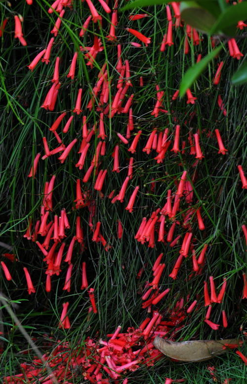 爆仗竹,又名"炮仗竹","爆竹花","吉祥草",是玄参科爆仗竹属多年生草本