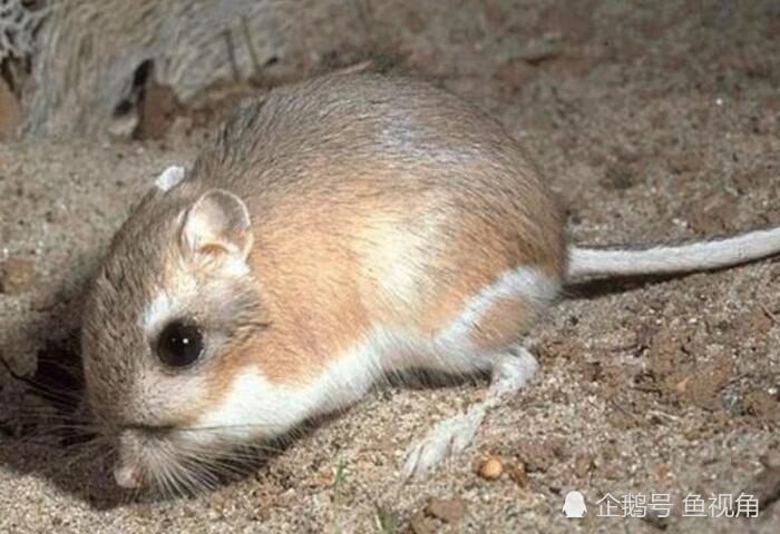 科学家发现生活在沙漠地区的跳囊鼠是天生的武术高手