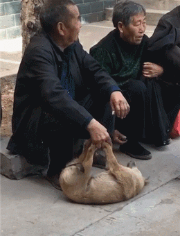 狗腿被大爷拿的死死的,狗:你松开我,网友:这大爷也是个狠角色