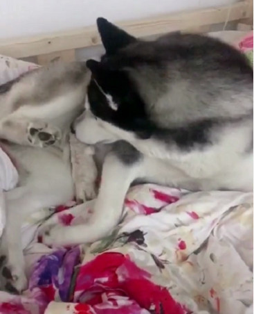 哈士奇把泰迪的孩子叼到了自己窝里,听到它哭顿时慌了