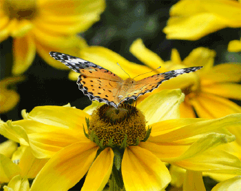 花粉过敏|原来花粉过敏的“元凶”不是花，竟然是……
