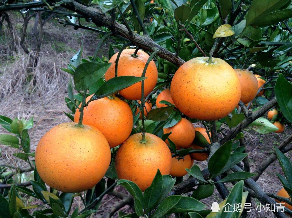 150年前首次出现在欧洲,人称"情人果",果汁暗红如血