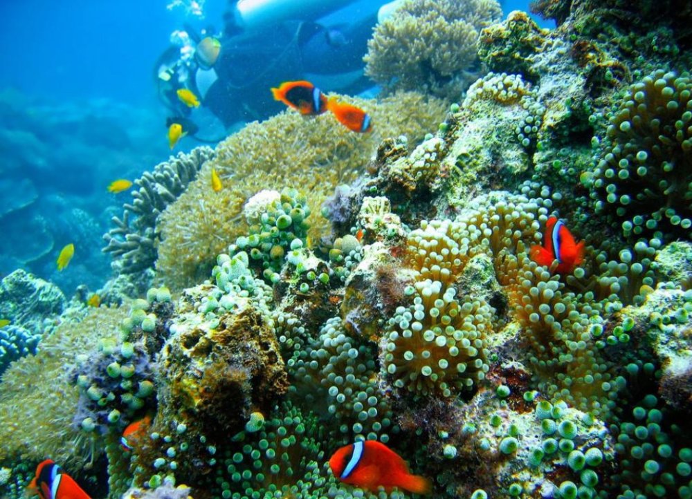 海底飞刀藏在珊瑚丛里你能发现它们吗图