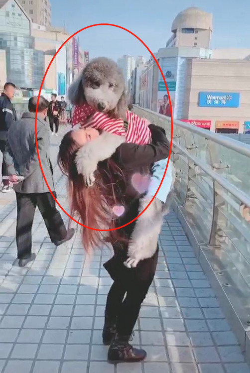 巨贵耍赖不回家,主人无奈把它抱起来,下一秒狗子的表情气笑了