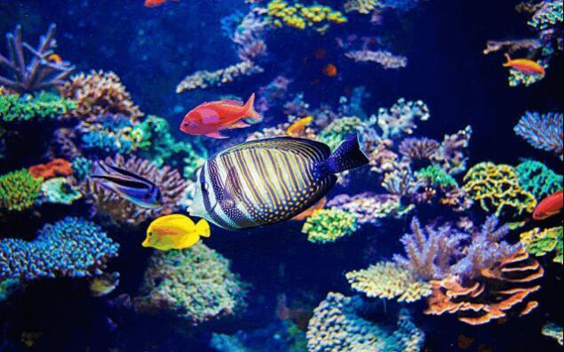 海洋公园来啦大型海洋生物展4月5日登陆天中转发赢好礼