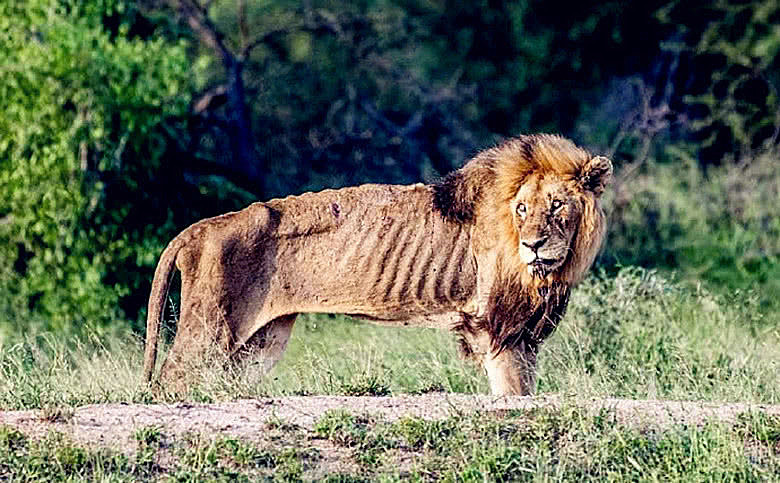 年老力衰的狮王,被新来的狮子赶出狮群,现今混得如此落魄