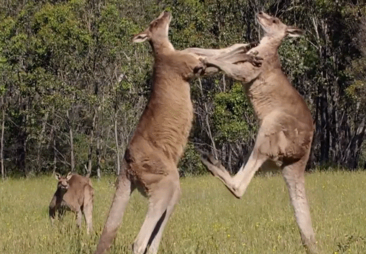 721_501gif 动态图 动图