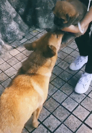 小狗即将被送人,流浪狗妈依依不舍,一路追随跟着走!_腾讯新闻