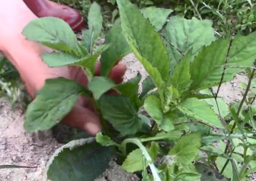 农村一种叶子带紫线的野菜,俗称"解放菜",凉拌着吃甘甜可口