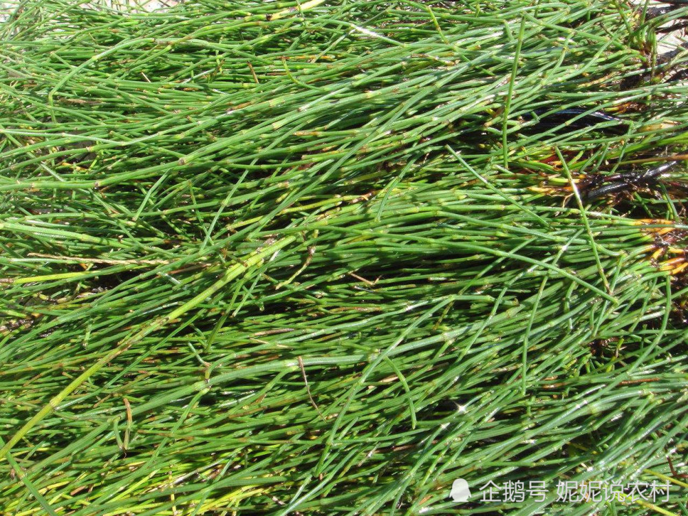麦地常见的杂草,因没有叶子,常被叫做"无叶草,但别轻视它