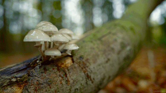 动态蘑菇壁纸图片