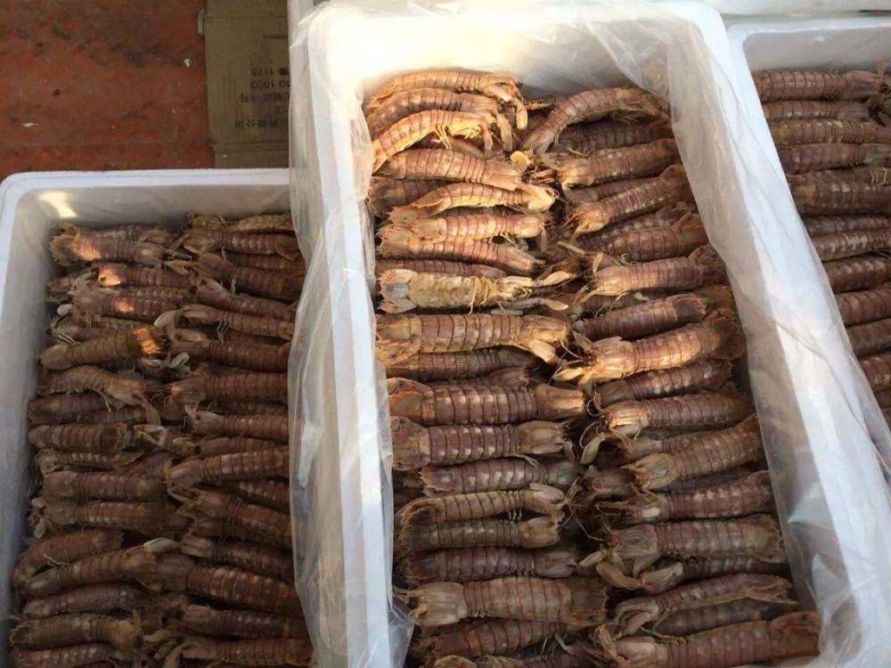 琵琶虾有养殖的吗