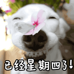 虎年春天年周四早安祝福语录早上好动画表情聊天图片周四早上好温馨