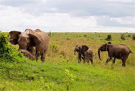 大象被激怒后疯狂攻击水牛,场面震撼堪称恐怖,摄影师吓呆了