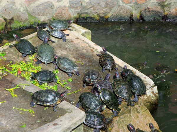 乌龟成灾害,重庆公园现龟群,市民:鱼被吃光,