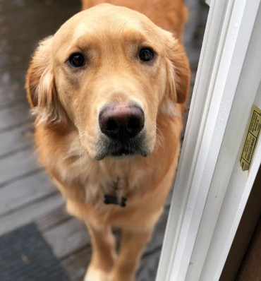 主人养了一只假金毛,拆家能力不输二哈,主人只能出此下策治它