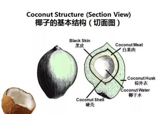 椰子的奇幻漂流靠海水传播种子落地生根长出椰苗