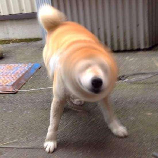 疯狂的柴柴钻头柴犬高速甩头背后的原因竟然是