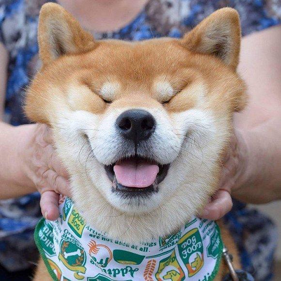 疯狂的柴柴钻头柴犬高速甩头背后的原因竟然是