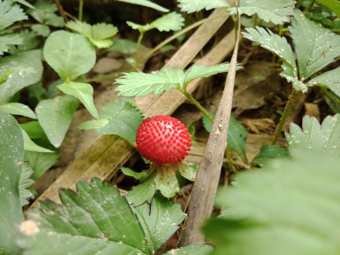 俗称"落地杨梅"的小植物,你们认识吗?
