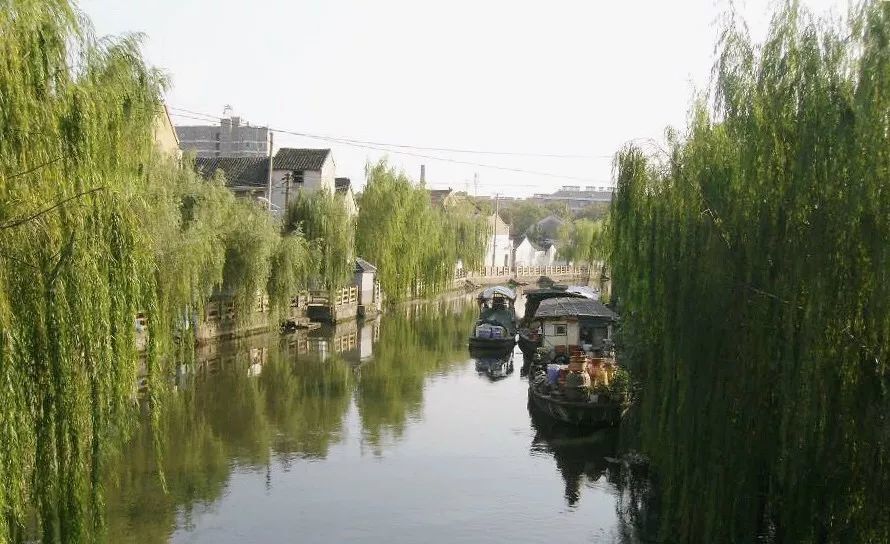 清明吃青团的意义:在城市化的围剿下,用味道提