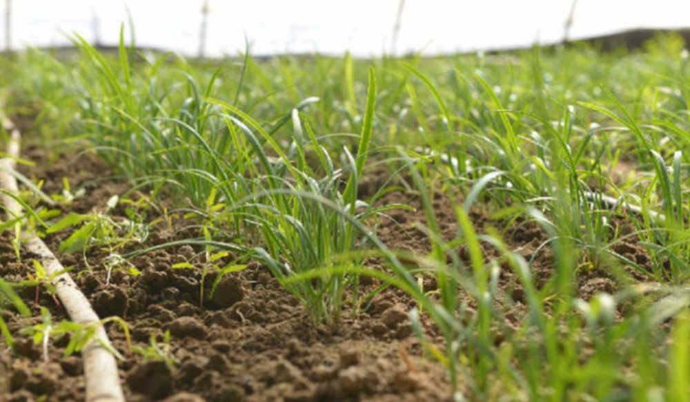 清明吃青团的意义:在城市化的围剿下,用味道提